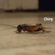 Crickets - (generic)(sfx)(loop)